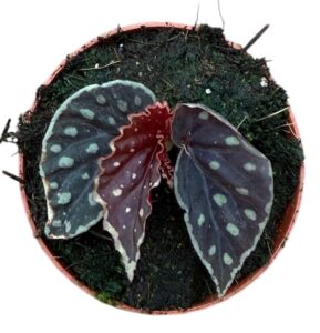 Begonia Fire Fly