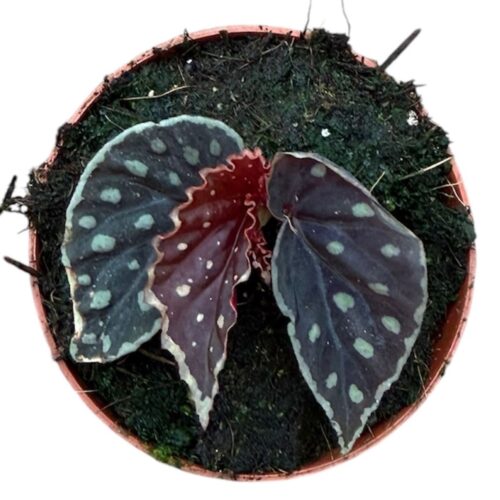 Begonia Fire Fly