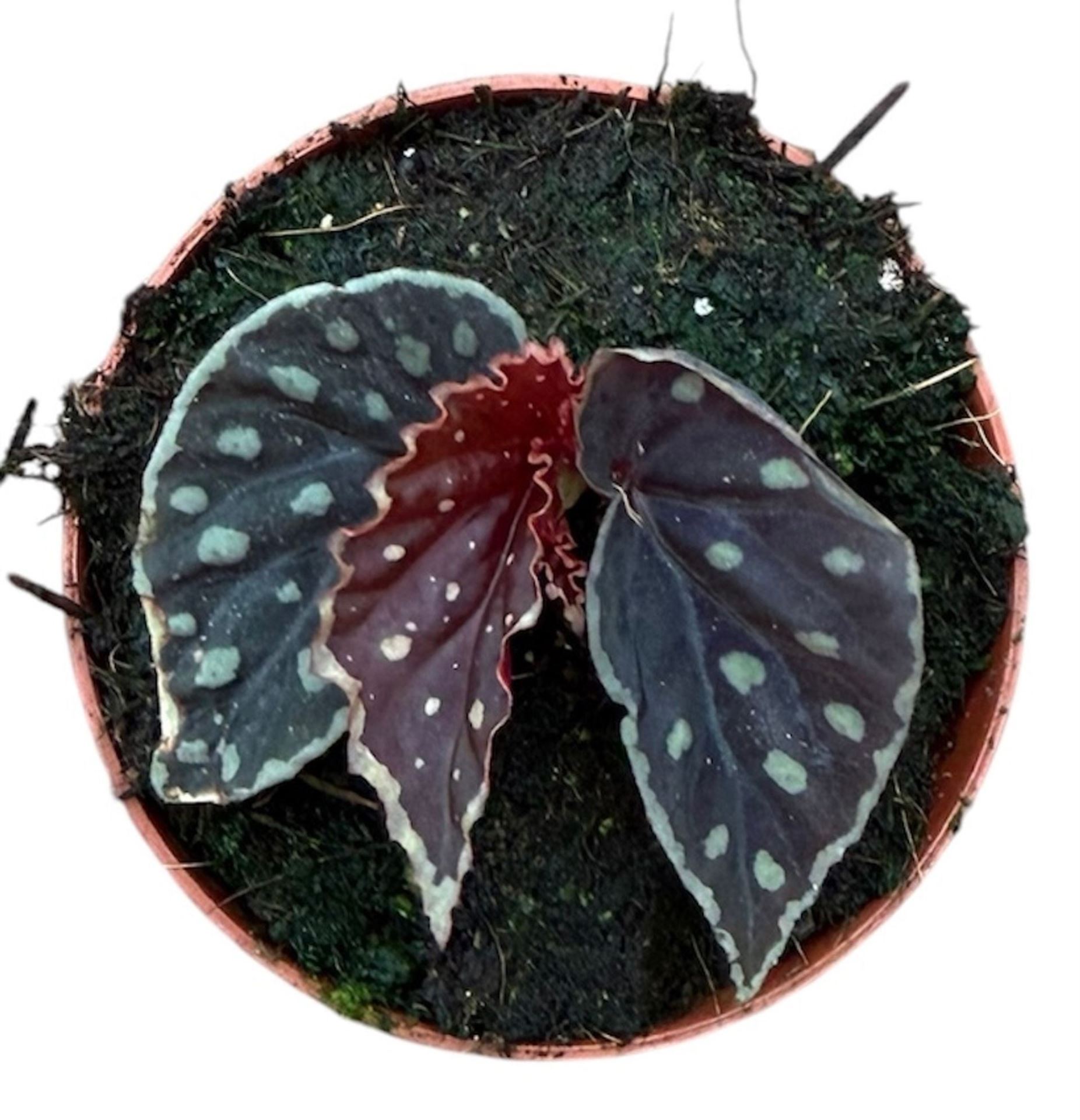 Begonia Fire Fly