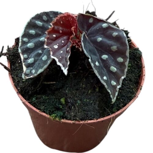 Begonia Fire Fly