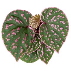 Begonia Muara Wahau