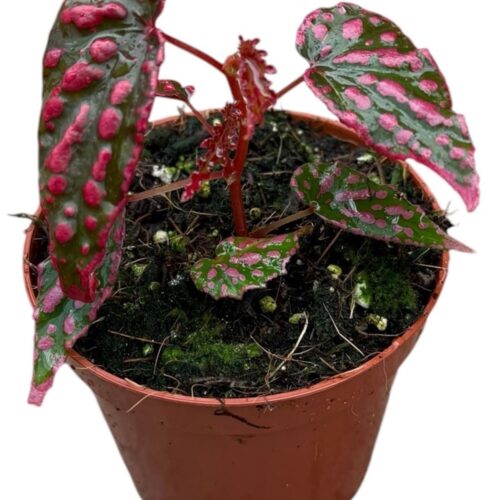 Begonia Pink Lady
