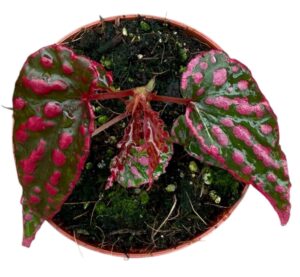 Begonia Pink Lady