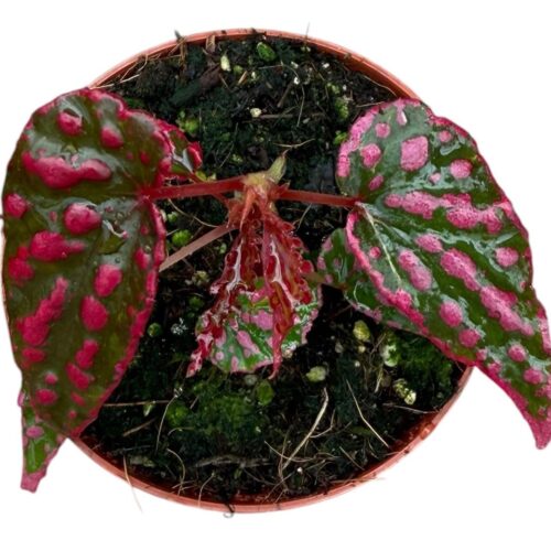 Begonia Pink Lady