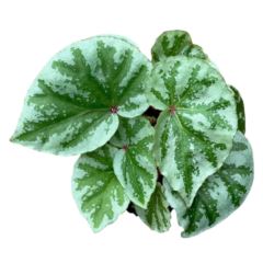 Begonia Temujuk Silver