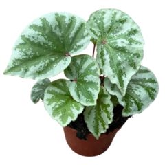 Begonia Temujuk Silver