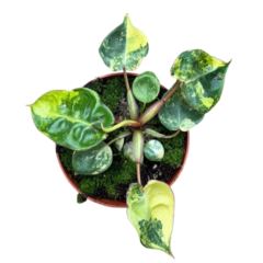 Philodendron Billietiae Variegata