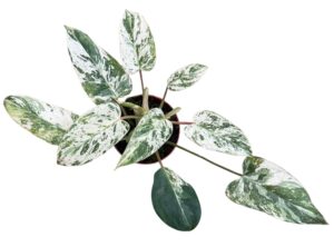 Philodendron Emerald Ice