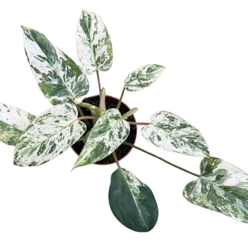 Philodendron Emerald Ice