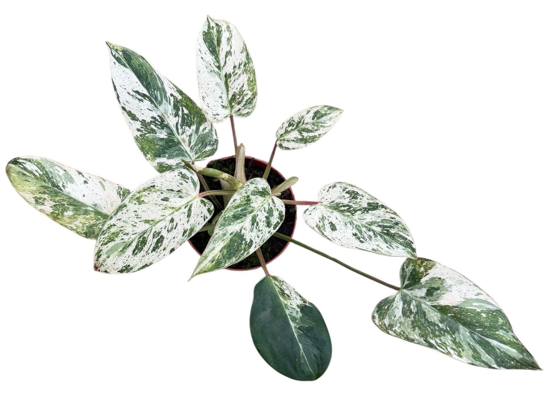 Philodendron Emerald Ice