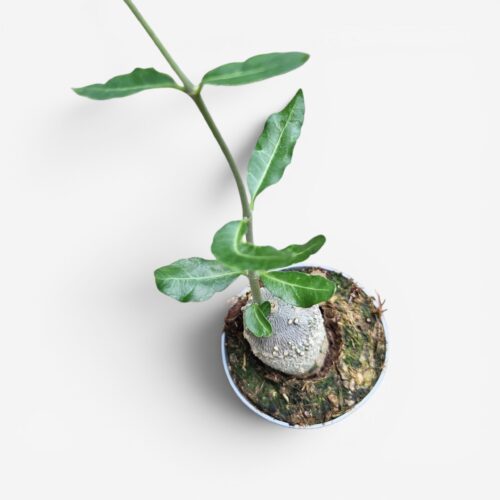 Fockea edulis