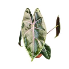 Alocasia Longiloba Purple Vein