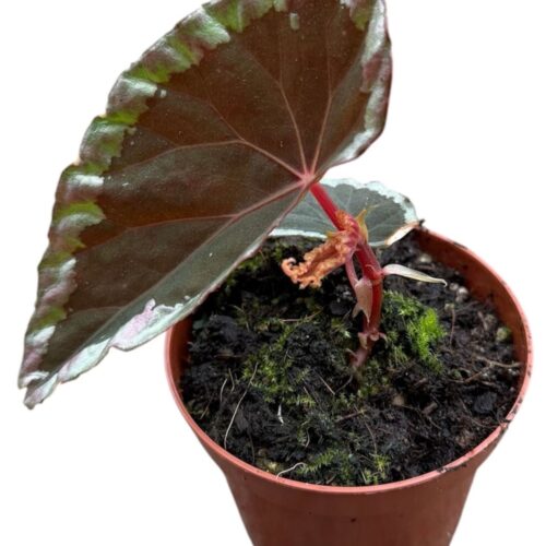 Begonia baramensis2
