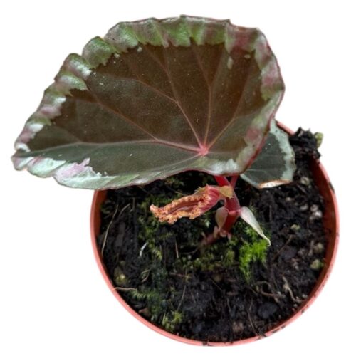 Begonia baramensis