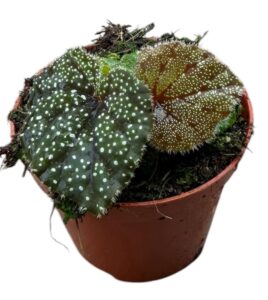 Begonia Curtisii Galaxy1