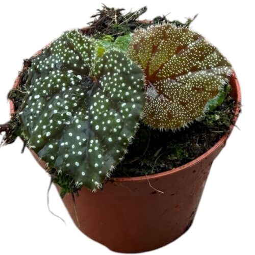 Begonia Curtisii Galaxy1