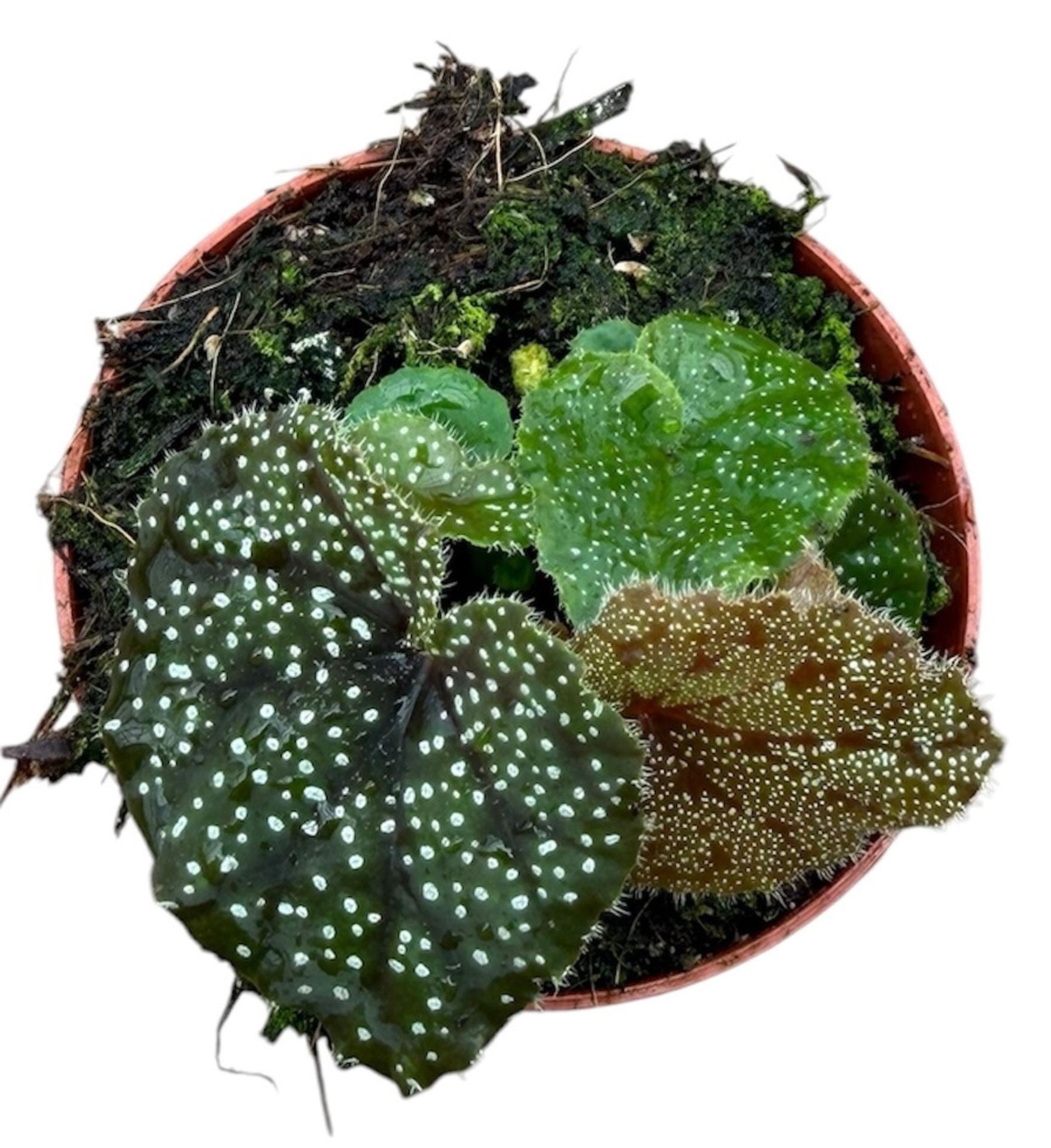 Begonia Curtisii Galaxy