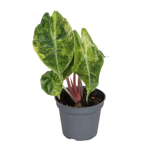 Alocasia Nairobi Nights Aurea Variegata